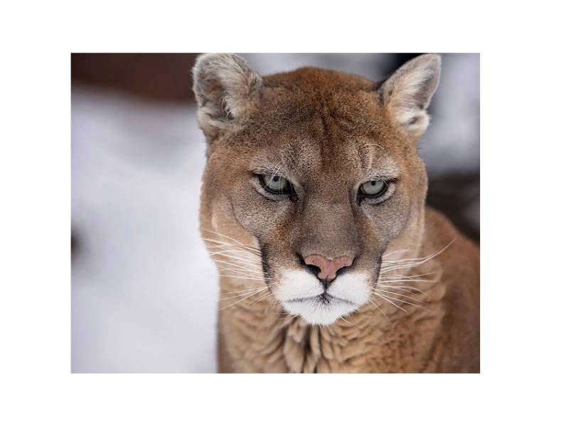Puma - Uruguay